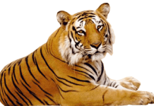 corona positive tiger important point Corona Positive Tiger